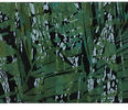 GISELA GRIEM  "LH 1307 aus der Serie: Regenwald", 2013, Holz- und Linolschnitt, Handabzug, 40 x 60 cm 